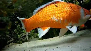 Backyard Aquaponics Koi Pond. Venice, Fl