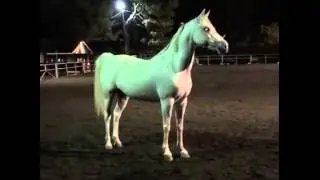 Is this horse real or CGI?