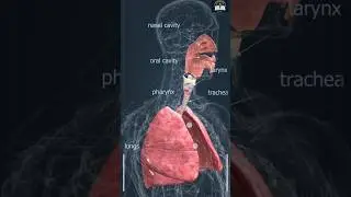 The Beating Heart & Breathing Lungs: APerfect Rhythm#medicalanimation