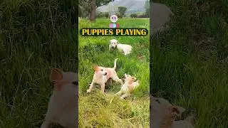 Puppies Playing, Cute Puppies play next to their mother
