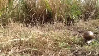 Slug worth