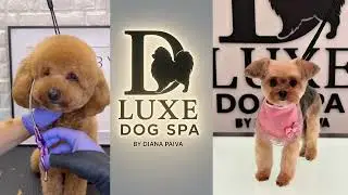 D Luxe Dog Spa Melrose MA