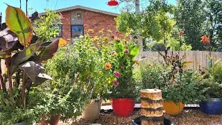 Creating a Hummingbird Garden