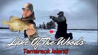 Ice Fishing Lake Of The Woods - Monster Crappies!! Tamarack Island!
