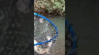 small stream lure fishing for big chub