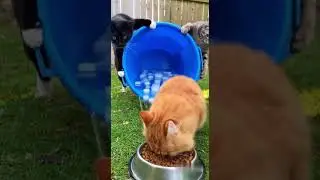 This Cat Was Eating&hellip; Then SPLASH 😳💦