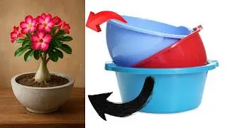 Como Fazer Vaso de Cimento para Rosa do Deserto &mdash; Passo a Passo F&aacute;cil e Barato!