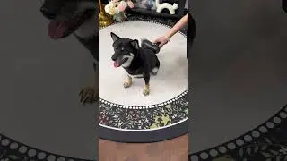 This pet brush is a must have! #dog #doglove #dogsofyoutube #petbrush #petsupplies
