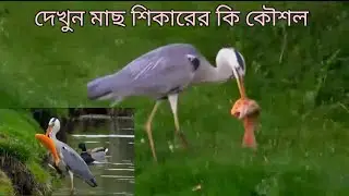 smart egret used bread to fish  amazing exotic birds intelligent bird hunt big catfish
