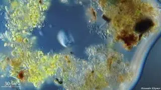 Peritrichia?