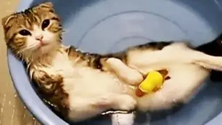 Die besten Katzenvideos im Web