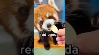 Difference Between Red Panda and Regular Panda? 😳