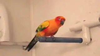 Sun Conure Dancing!