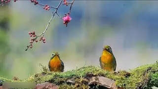 In February, filled with hope, in the breath, the distant spring has already arrived #taianxinhaitai