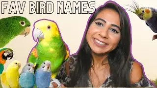 My Top 10 Favorite Bird Names | Top Ten Parrot Names 2020
