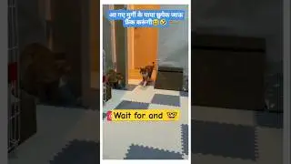 shimpoli cat videos🙀crimsy billi🙀crimsy billi funny video🙀shimpoli comedy #billi #cat