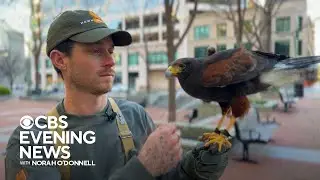Hawk hired to chase away crows in Oakland