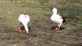 Andean Goose 3