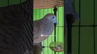 Zebra Dove call Bird sounds for relaxations 76 #birds #birdsounds #birdsoundscape #birdsong #animals