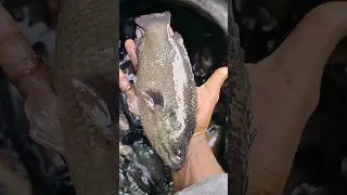 Big Size Climbing perch Fish Farming #fishing #shorts