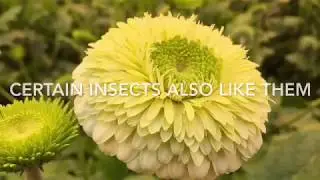 Biologische bestrijding