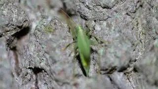 Oak bush cricket