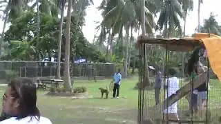 Monkey harvesting coconuts on Koh Samui, Thailand