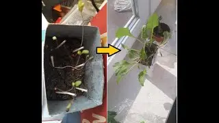 Belldus:# beetroot journey update