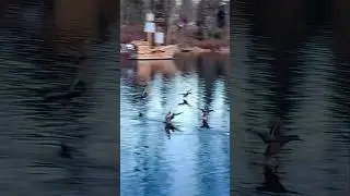 Mallard Ducks Landing on the Water! 🤩 #flyingducks