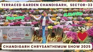 🌸 Chandigarh Chrysanthemum Show 2025 | Terraced Garden | Full Walkthrough & Vibes 💐