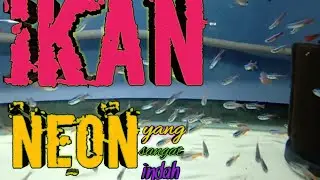 ikan neon yang sangat indah di pandang