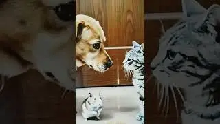 dog and cat fight #cat #cutvideos #cat