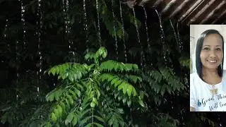 Barulho de Chuva, Tempestade, Trovão - Som de Chuva Pesada para Dormir Profundamente #10 Rain Sounds