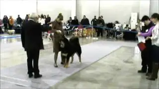 Россия 2014 CACIB  суки юниоры часть 4