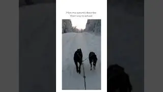 How my parents describe their way to school. 😎#dogsledding #dogsled #wintermood #winterfun #skiing