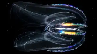 Les Abysses | Un monde lumineux | Documentaire.