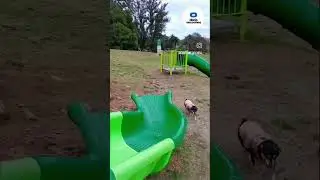 Viral: La gorda viajera, una perrita de Necochea que lanz&oacute; su hit para el verano