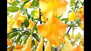 BRUGMANSIA Trumpet Flower Vine / BUNGA TEROMPET Kuning [HD]
