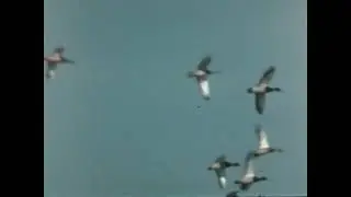 Surplus Bird Footage.