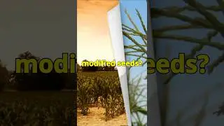 The Truth About GMOs: Unveiling the Corn Controversy