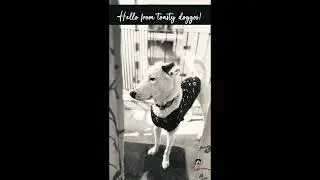 Mind of a Mutt🐶 #4: The &ldquo;balcony brain boost&rdquo; your doggo secretly needs!