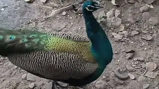 Today I fed the peacock and it ate it happily#viral #nature#trending#popular#peacock#forrest#vlog