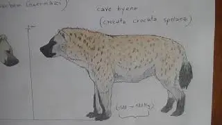 Cave hyena (crocuta crocuta spelaea)