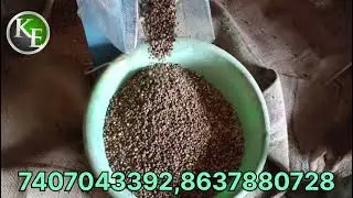trial 15 feet chana roaster machine at Aurangabad Bihar #chanarostermachine #murmuramachine #paddy