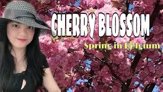 SPRING IN BELGIUM | CHERRY BLOSSOM