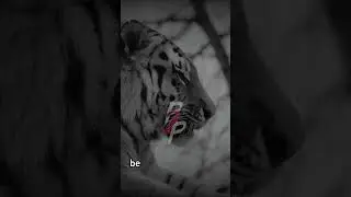 You can overcome any obstacle if you put your minds to it        #tiger #motivation #nevergiveup