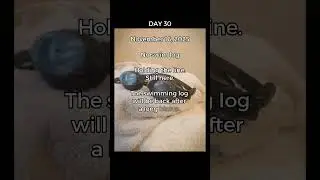 Day 30 &ndash; September 16 | 118kg to 72kg Progress Log #fitnessjourney #progress #english #swimming