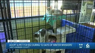 Adopt a pet for $12 during 
