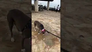 Instagram dog Mellow ￼walk in Waikiki Beach Honolulu Hawaii is a great place for morning walk jog