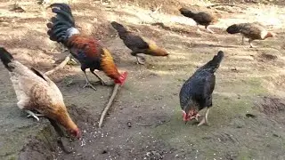 Chickens Feeding Day 170